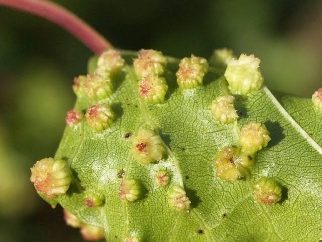 Agallas de filoxera en el envés de una hoja de vid