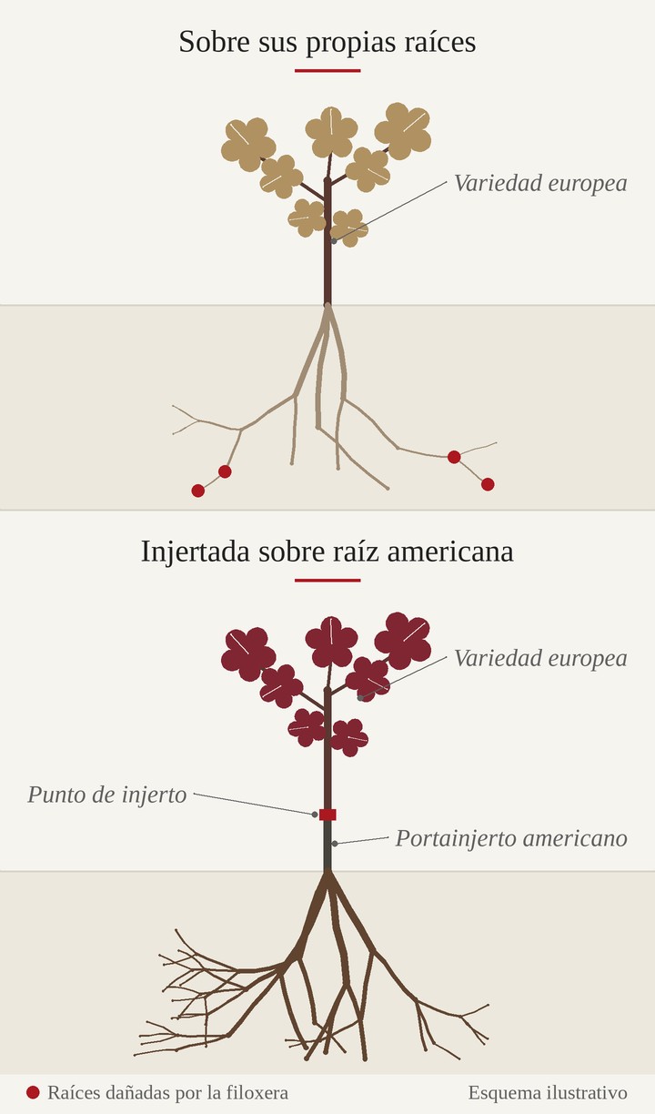Esquema de una vid sobre sus propias raíces, atacadas por la filoxera, junto a una vid injertada sobre un portainjerto americano con raíces sanas